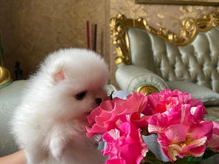 Pomeranian dogs - Advert 8