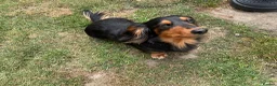 Dachshund dogs for stud: Long haired miniature dachshund  - Advert 6