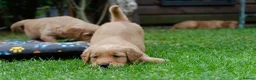 Golden Retriever dogs for sale: READY GOLDEN RETREVER KC PUPPIES - Advert 28