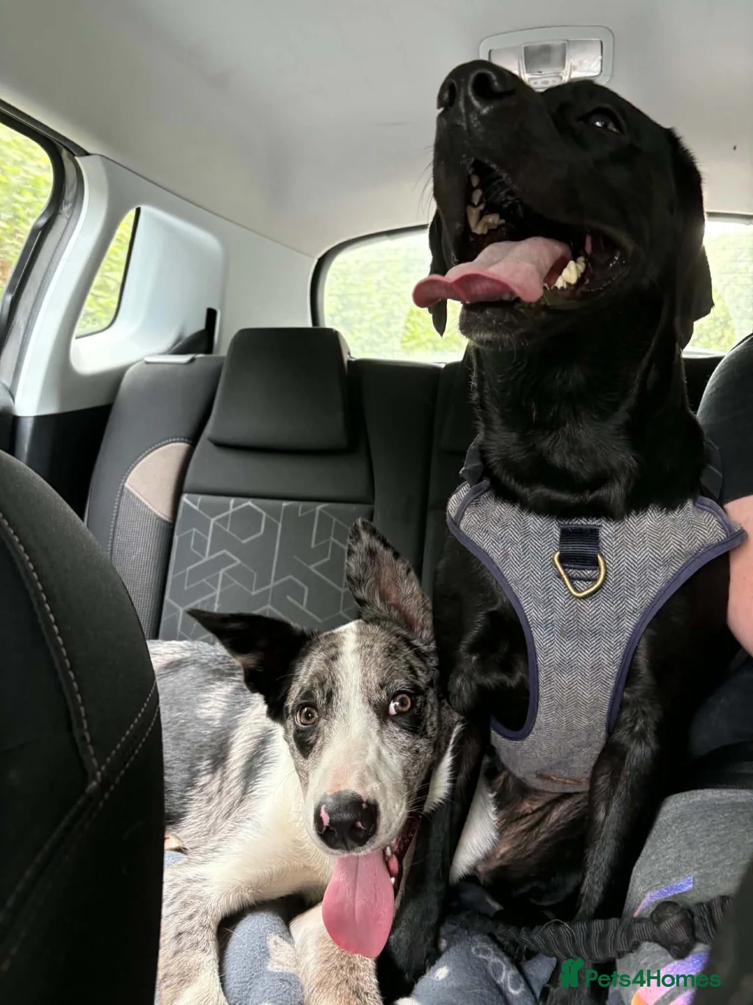 Mixed Breed dogs for sale: Huntaway X Collie - obedient, loving pup in Newton Abbot - Advert 2