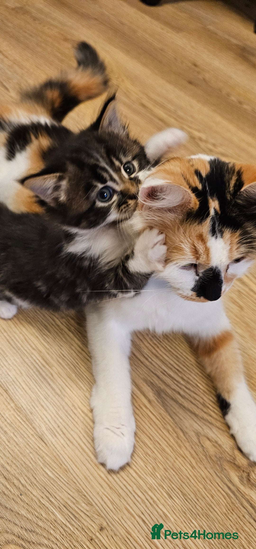 Mixed Breed cats for sale: 2 fluffy girls - Image 4