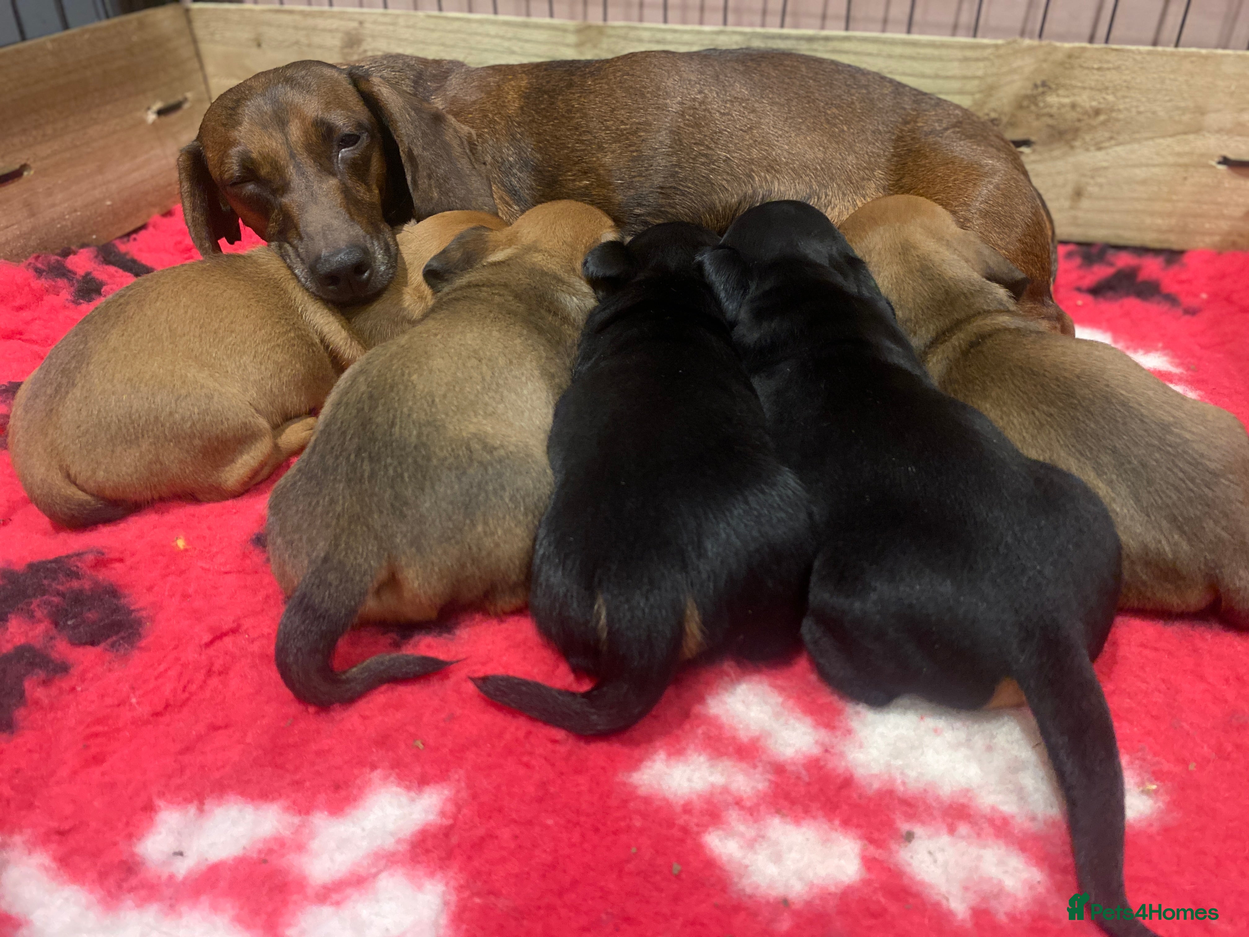 Miniature Dachshund dogs Miniature dachshund  - Advert 2