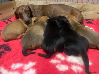 Miniature Dachshund dogs Miniature dachshund - Advert 8