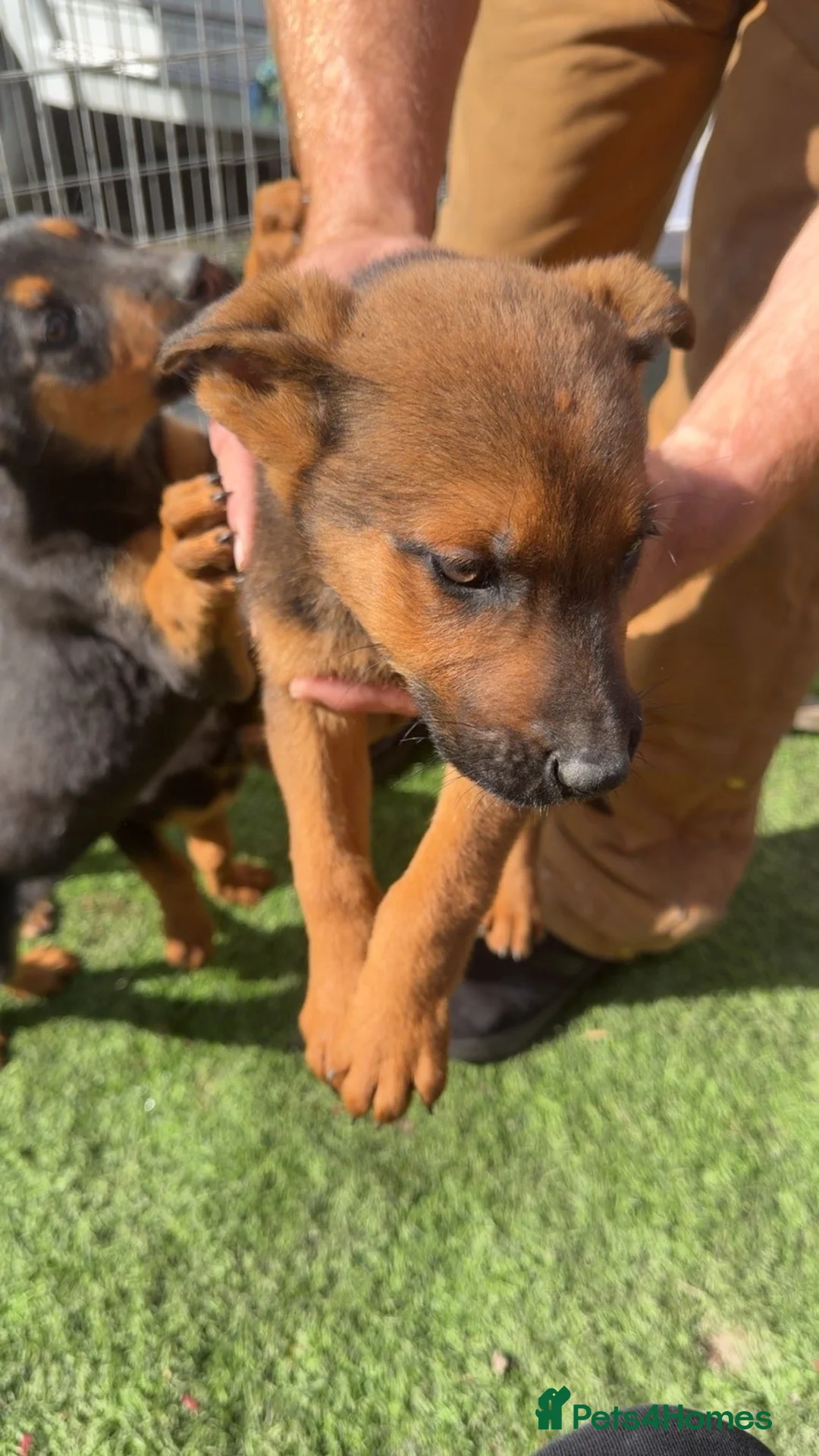 Mixed Breed dogs for sale: Belgium Mali x German Shepherd  in Bolton - Advert 2