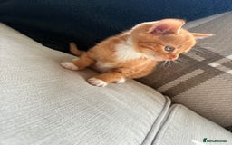 British Shorthair cats for sale: 4 kittens for sale - Image 6