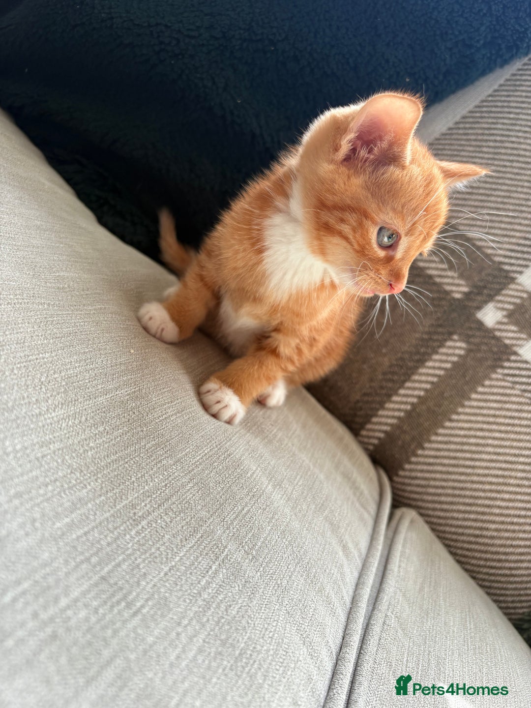 British Shorthair cats for sale: 4 kittens for sale - Image 6