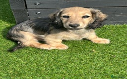 Miniature Dachshund dogs for sale: Reduced, mini L/H £1150 - Image 7
