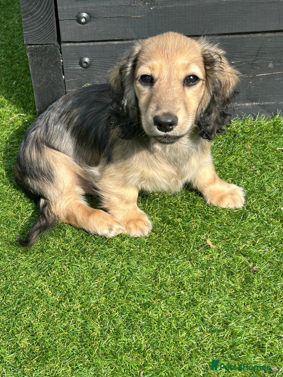 Miniature Dachshund dogs for sale: Reduced, mini L/H £1150 - Image 7
