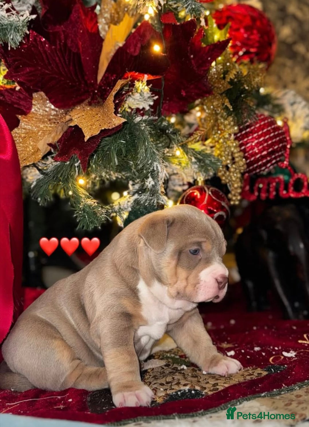 American Bully dogs for sale: American bully  - Advert 23