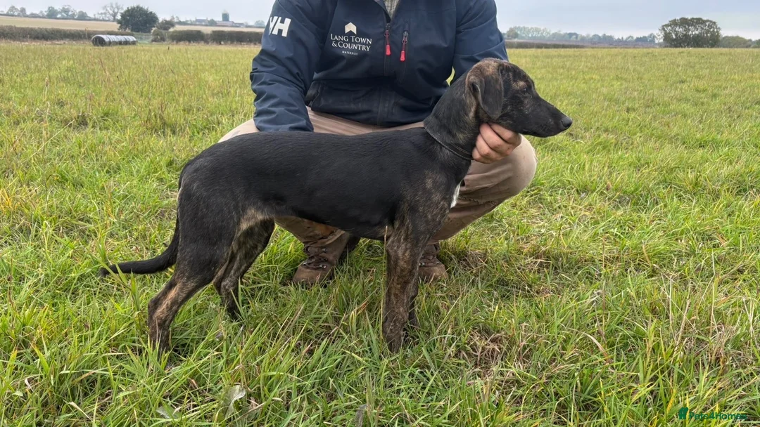 Lurcher dogs for sale: Lurcher pup  - Advert 1