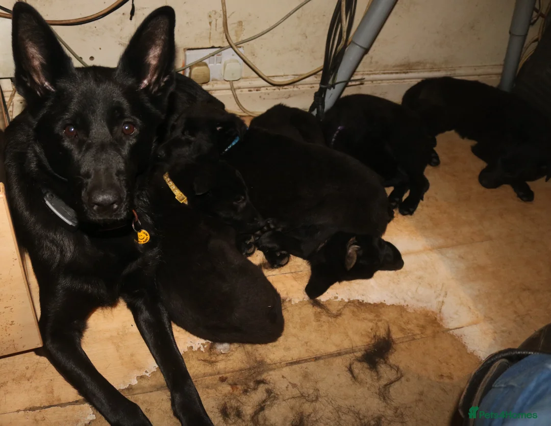 German Shepherd dogs for sale: German Shephepherd puppies for sale - Advert 2