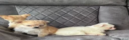 Chihuahua dogs for sale: gorgeous puppies in hull - Advert 1