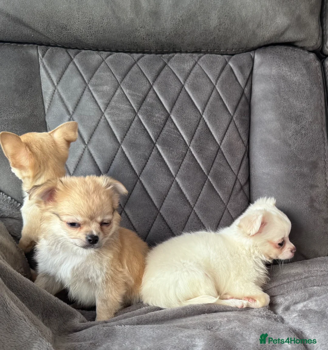 Chihuahua dogs for sale: gorgeous puppies in hull - Advert 1
