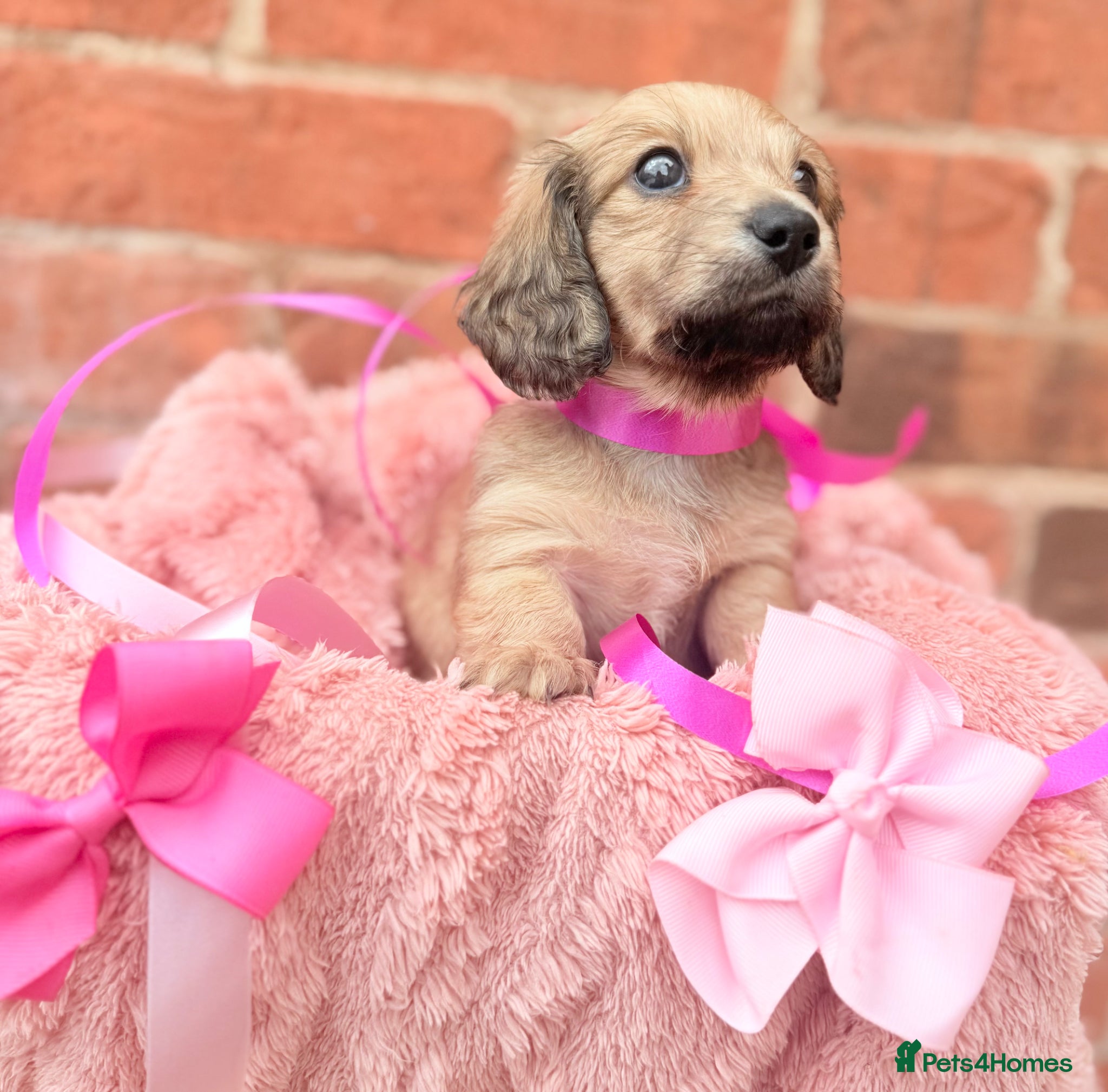 Miniature Dachshund dogs Long haired miniature dachshunds  - Advert 2