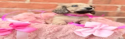 Miniature Dachshund dogs for sale: Long haired miniature dachshunds  - Advert 2