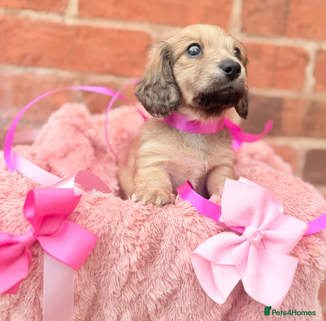 Miniature Dachshund dogs for sale: Long haired miniature dachshunds  - Advert 2