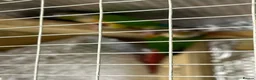 Conures birds for sale: Breeding pair of yellow sided pyrrhua conures  - Advert 6
