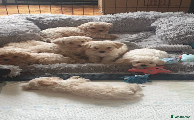 Poochon dogs - Advert 2
