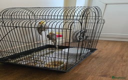 Cockatiels birds for sale: Cocktails bird - Image 2