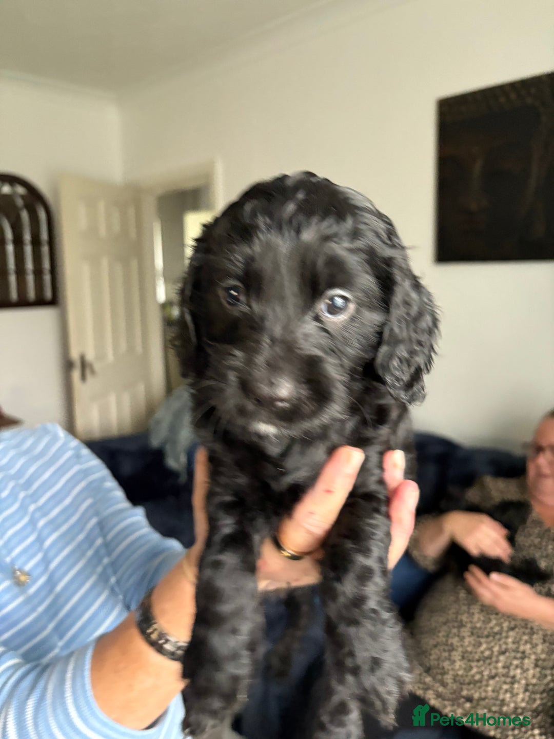 Cockapoo dogs for sale: 🐾Beautiful PRA CLEAR F2 Cockapoo puppies 🐾  - Image 21
