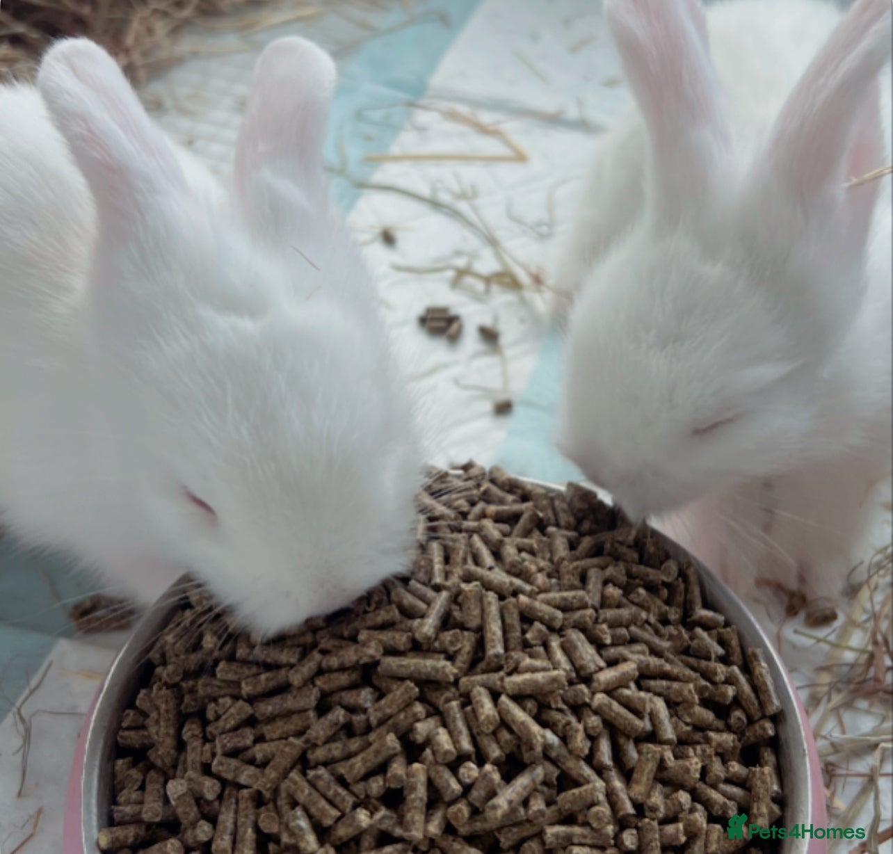 Lionhead rabbits beautiful lion head babies  - Advert 1