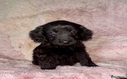Cockapoo dogs for sale: Cockerpoo puppys - Image 1
