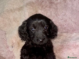 Cockapoo dogs - Advert 14