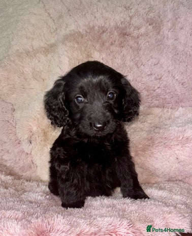 Cockapoo dogs - Advert 2