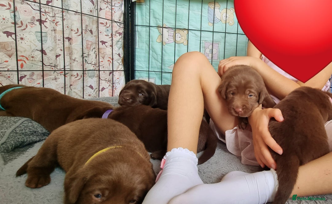 Labrador Retriever dogs for sale: Bundle of Chocolate Joy- Labrador Retrive Puppies - Image 18