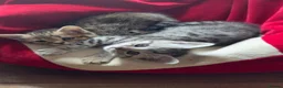 British Shorthair cats for sale: Half British shorthair kittens - Advert 7
