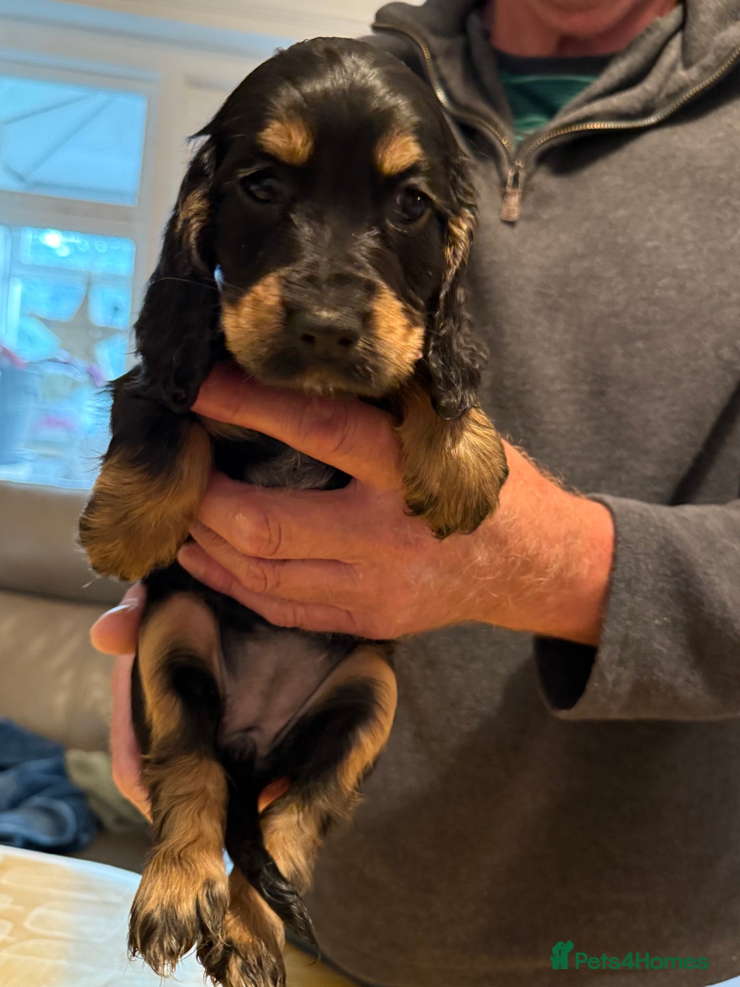 Cocker Spaniel dogs for sale: Cocker spaniel puppies-show type - Image 11