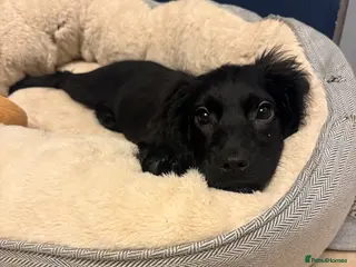 Cocker Spaniel dogs Cocker Spaniel - 4 Months Old - Advert 2