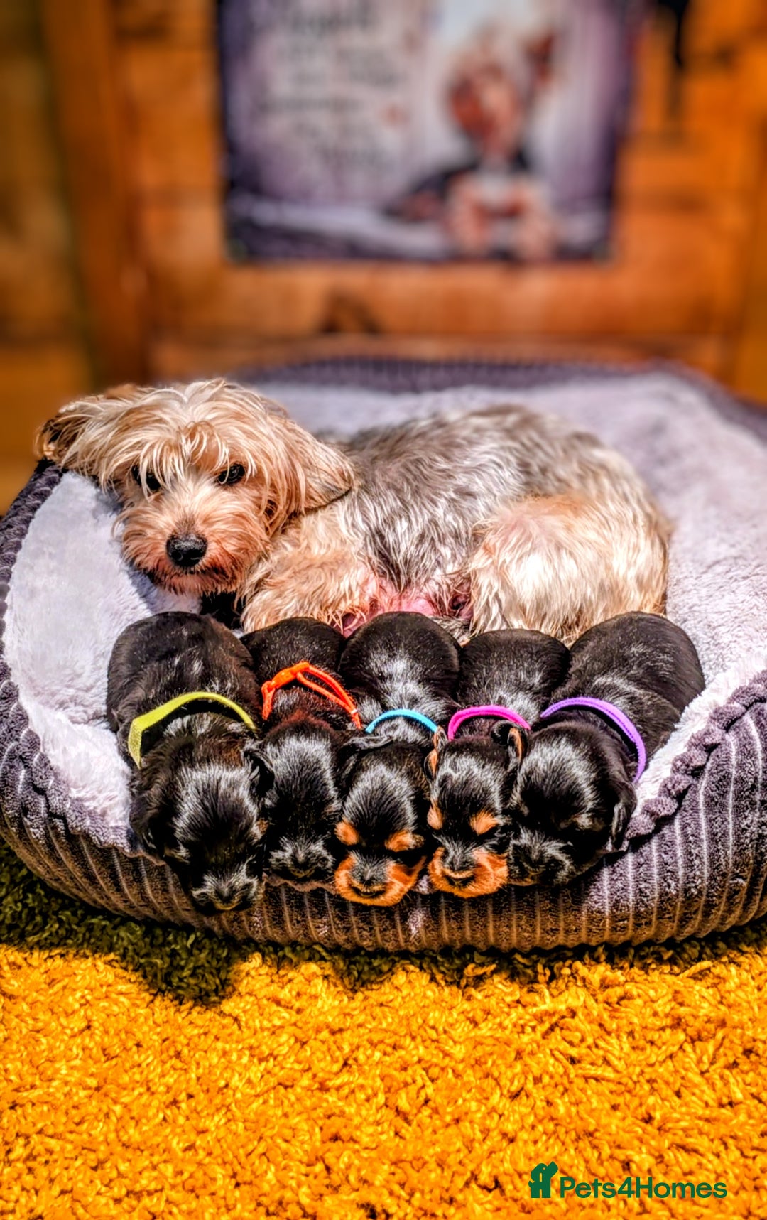 Yorkiepoo dogs for sale: GENUINE F1 YORKIEPOO PUPPIES  - Advert 13