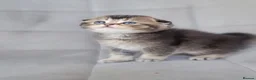 Scottish Fold cats for sale: Beautiful and healthy Scottish fold kittens - Advert 13