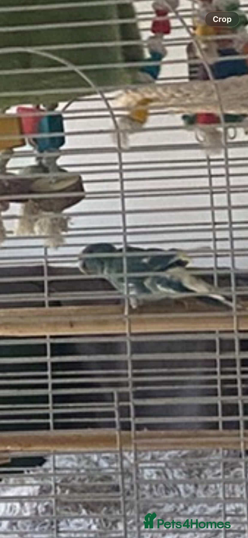 Parakeets birds 2 kakarkis males inc cage already bonded siblings - Advert 1