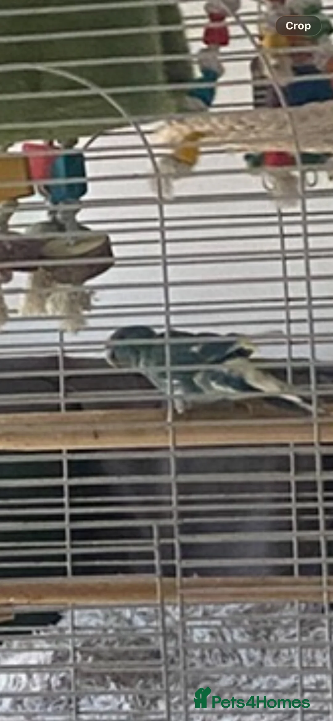 Parakeets birds for sale: 2 kakarkis males inc cage already bonded siblings in Derby - Advert 1