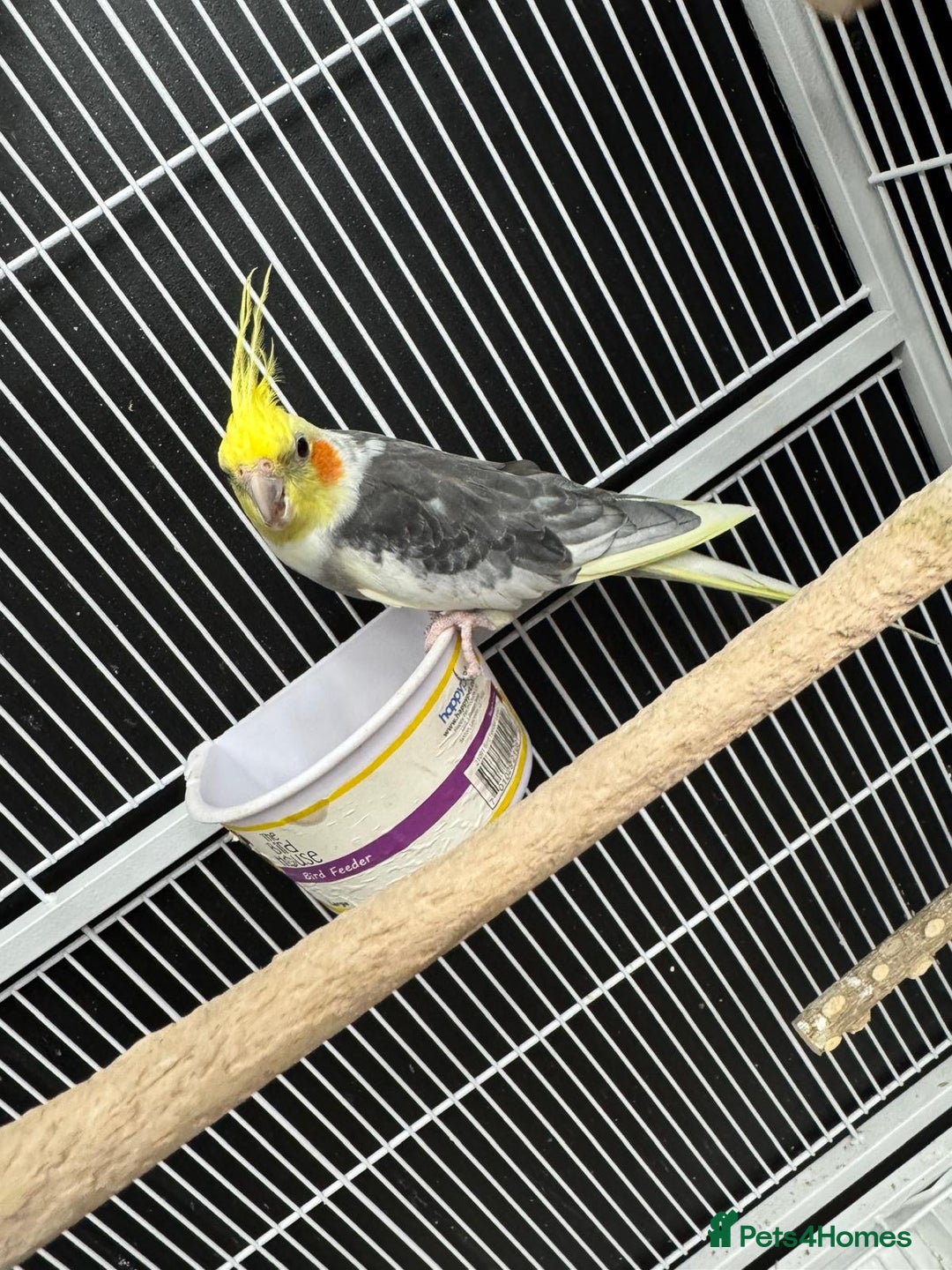 Ringnecks birds for sale: Male and female cocktails - Advert 2