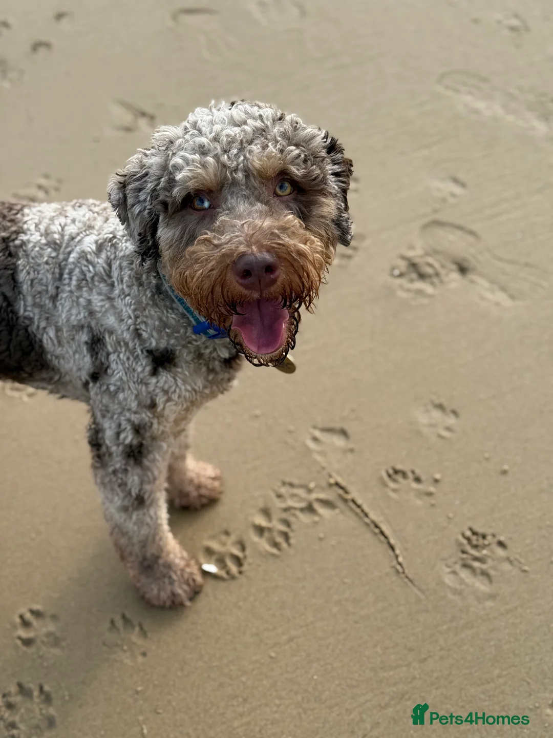 Bernedoodle dogs for sale: Mini Health Tested Bernedoodle - Advert 3