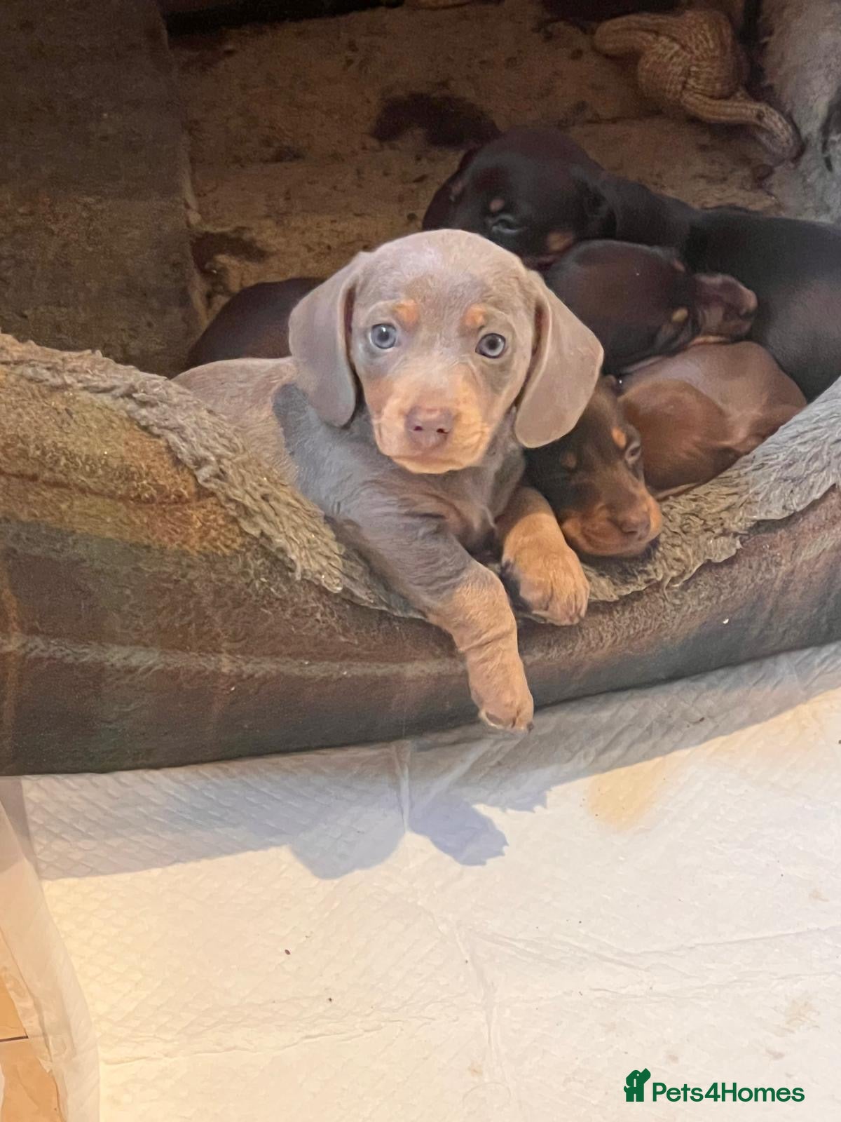 Miniature Dachshund dogs Beautiful Isabella Boy Available  - Advert 2