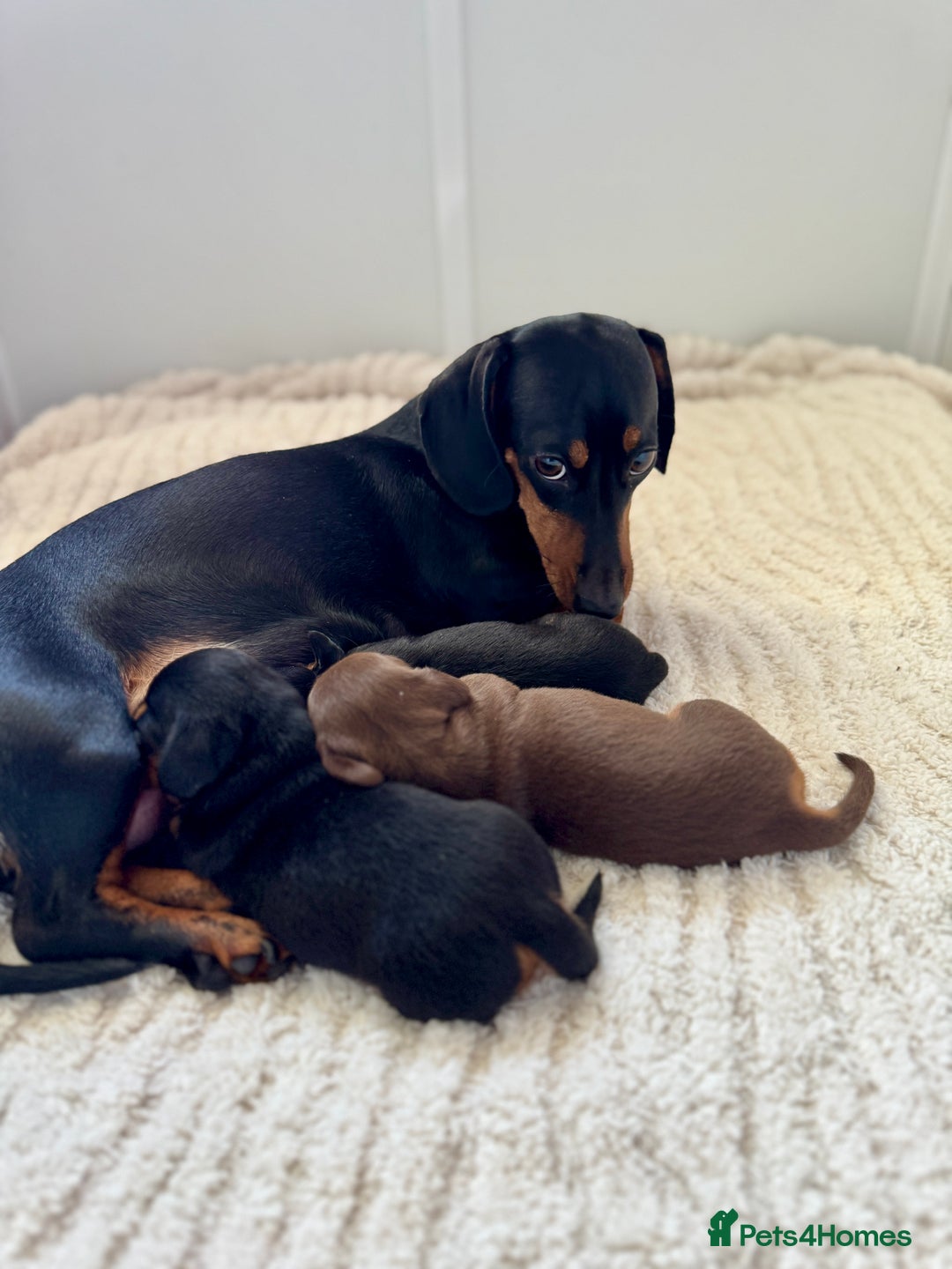 Miniature Dachshund dogs for sale: Mini Dachshund puppies, PRA clear, health tested - Image 15