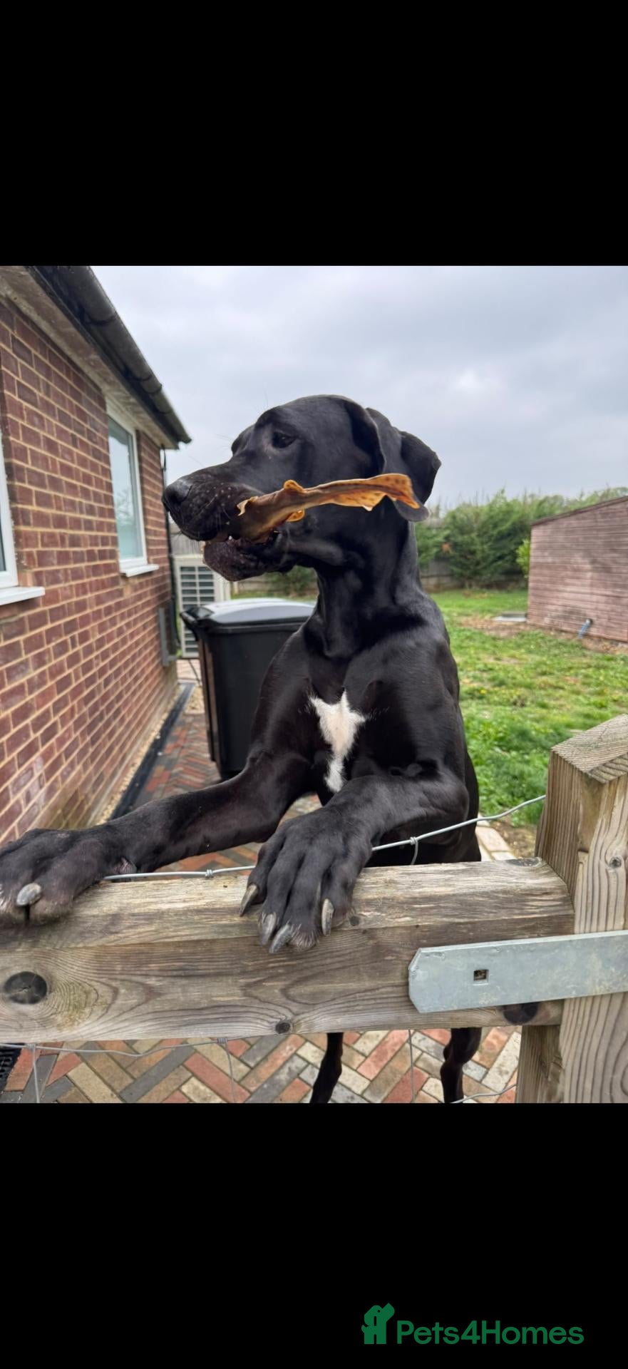 Great Dane dogs for sale: KC Registered Black Great Dane Girl, 15 Months - Advert 5