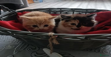 Persian cats - Advert 6