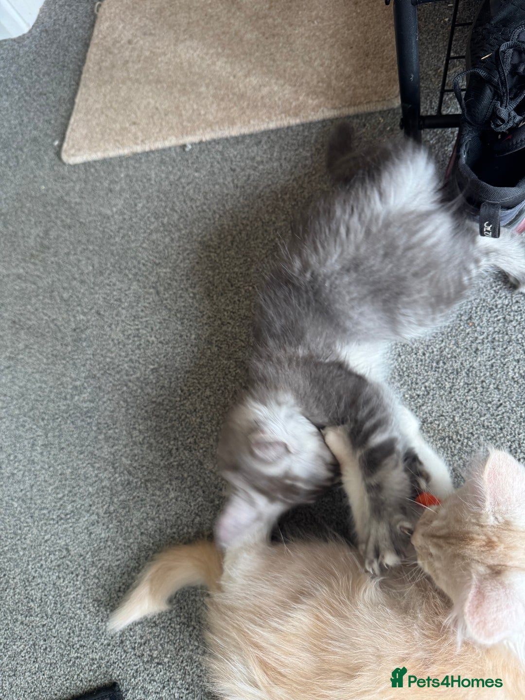 Maine Coon cats for sale: Superb full pedigree Maine Coon Kittens  - Advert 13