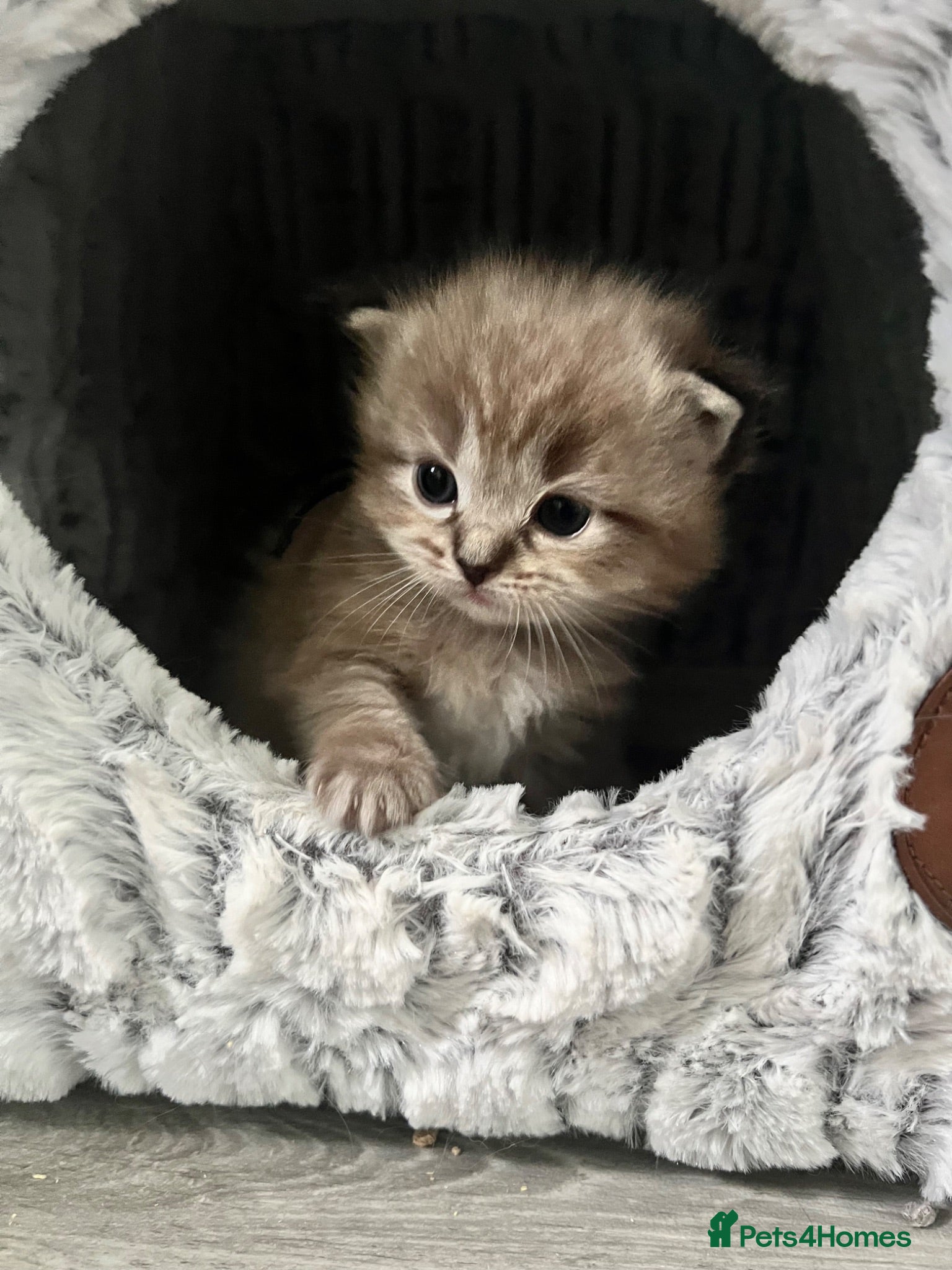 Ragdoll cats Registered Ragdoll Kittens for Sale - Advert 9