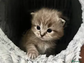 Ragdoll cats Registered Ragdoll Kittens for Sale - Advert 4