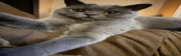 British Shorthair cats for sale: Active Queen GCCF British Shorthair - Advert 1