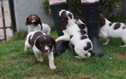 English Springer Spaniel dogs for sale: 2 Lovely Male Springer Spaniels - Image 4