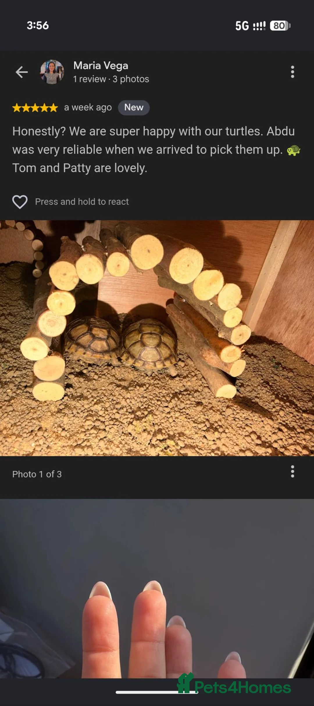 Tortoise reptiles for sale: 🐢 Baby Tortoise  Available 🐢 - Advert 5