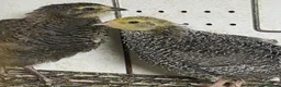 Quail poultry for sale: Japanese quails  - Advert 4