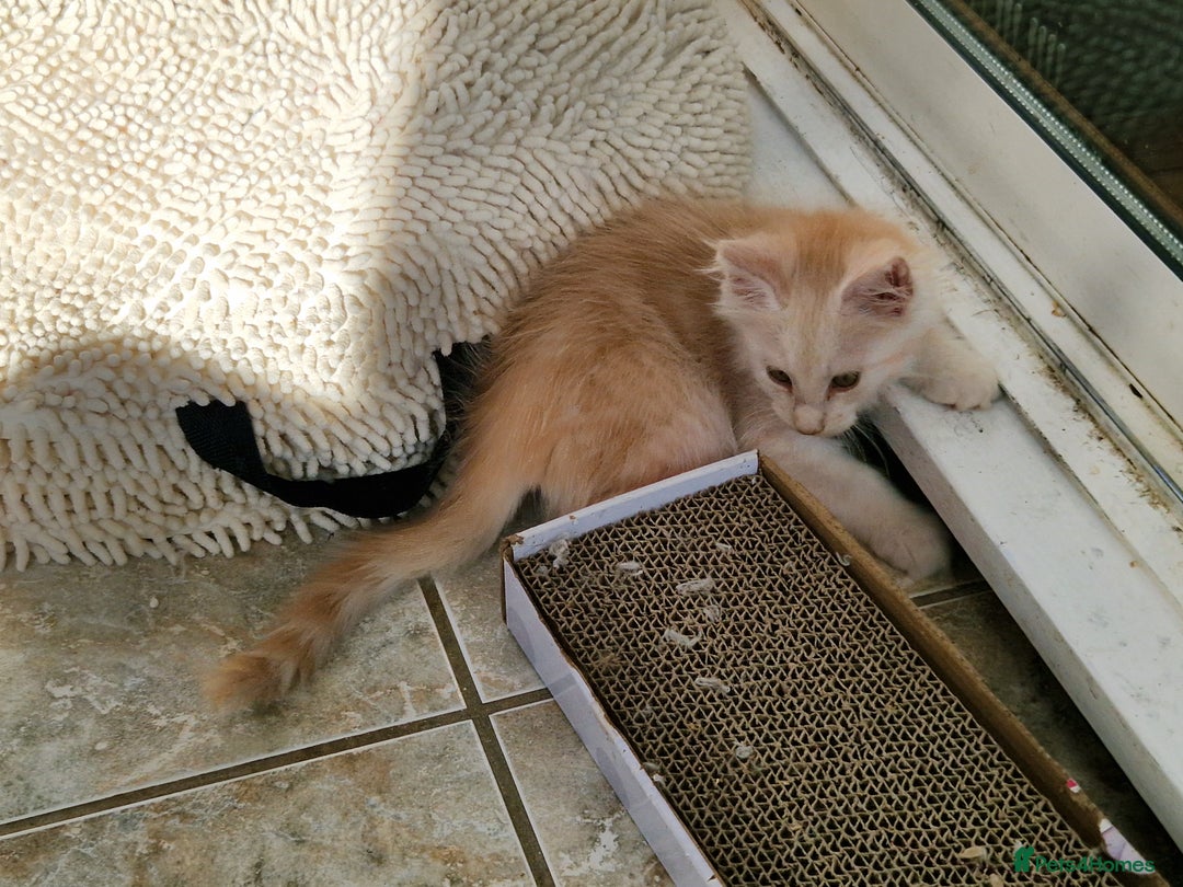 Maine Coon cats for sale: Stunning Maine Coon kittens - Image 7